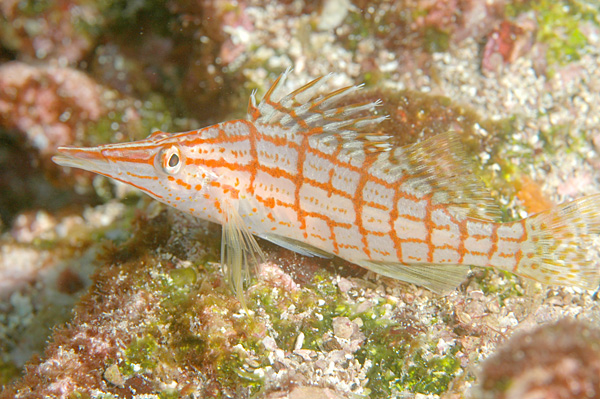 Oxycirrhites typus (Pesce falco dal muso lungo)